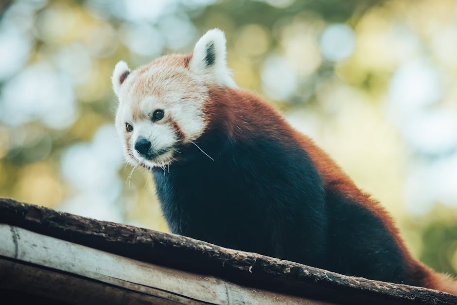 激光去眼袋：專業指導與真實案例分享
